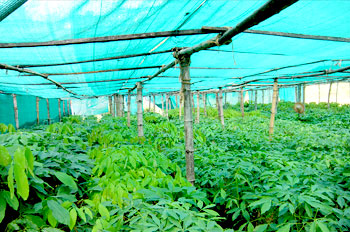 Agriculture Nets